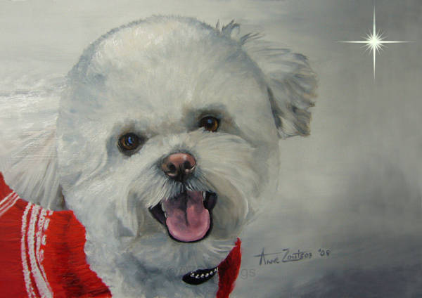 A Head study of a little white dog with a star in the background