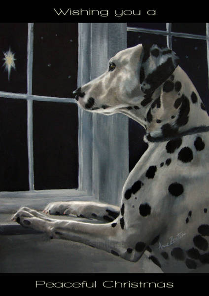 A Dalmatian looking up at a star