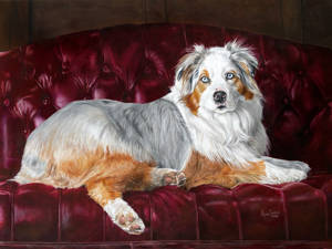 Oil painting of an Australian shepherd reclining on a red sofa