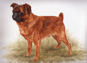 Watercolour painting of a standing Griffon Bruxellois