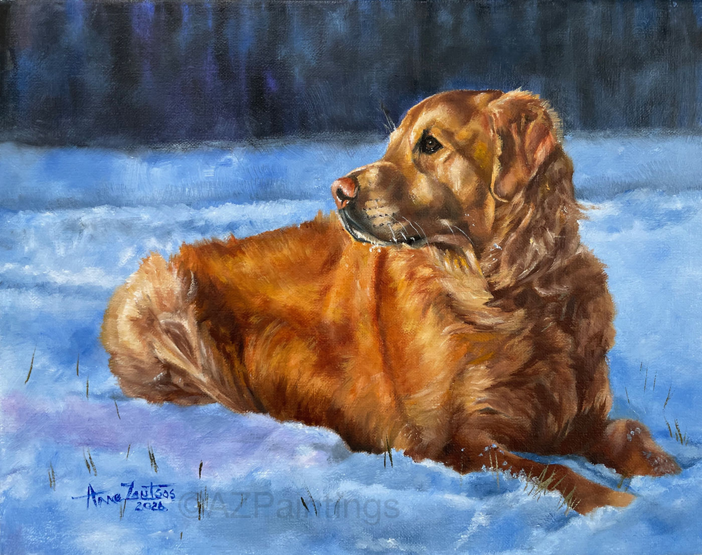 A golden retriever lying in the snow