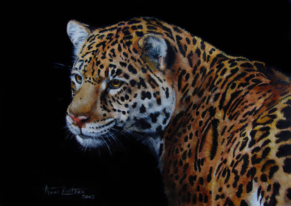 A head and shoulder study of a jaguar