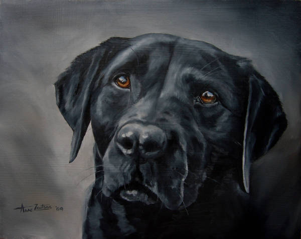 A head study of a black Labrador