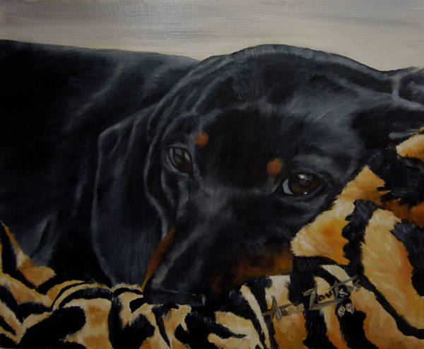 A Dachshund resting on a patterned cushion