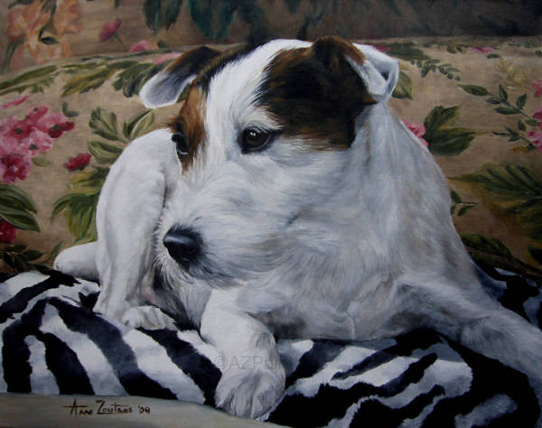 A Jack Russell Terrier resting on a patterned cushion