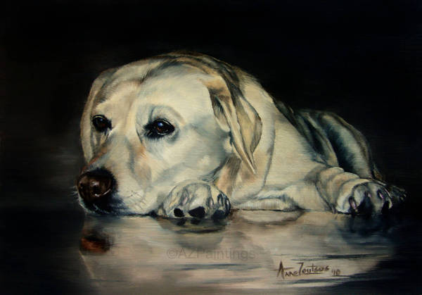 A Labrador lying on a polished floor with its reflection visible