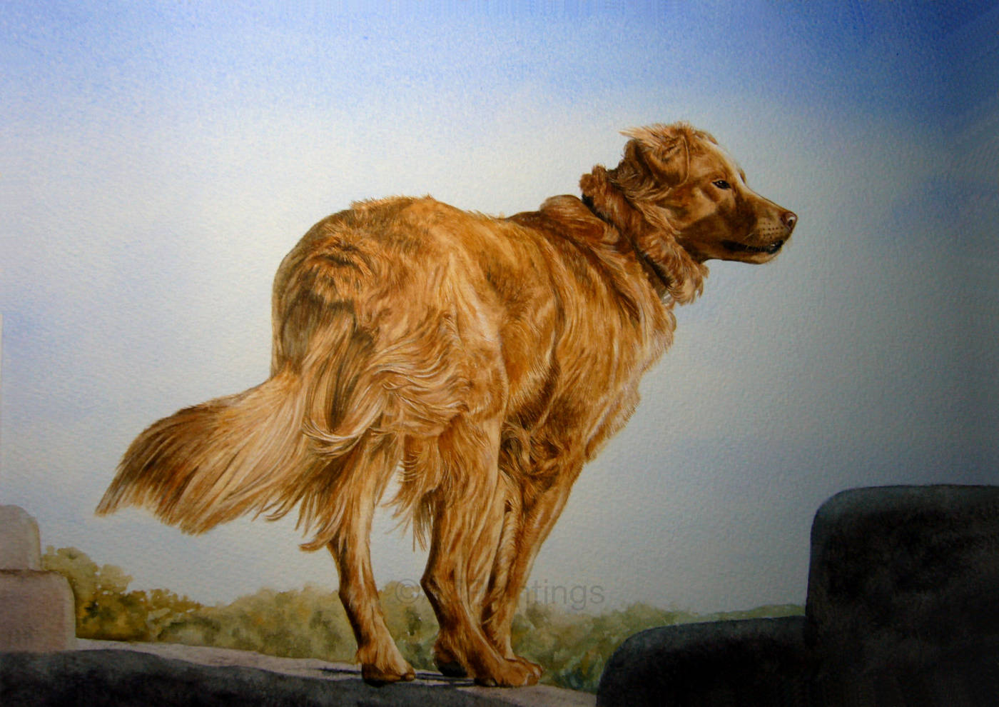 A Golden Retriever standing on a stone wall, looking out across the landscape.