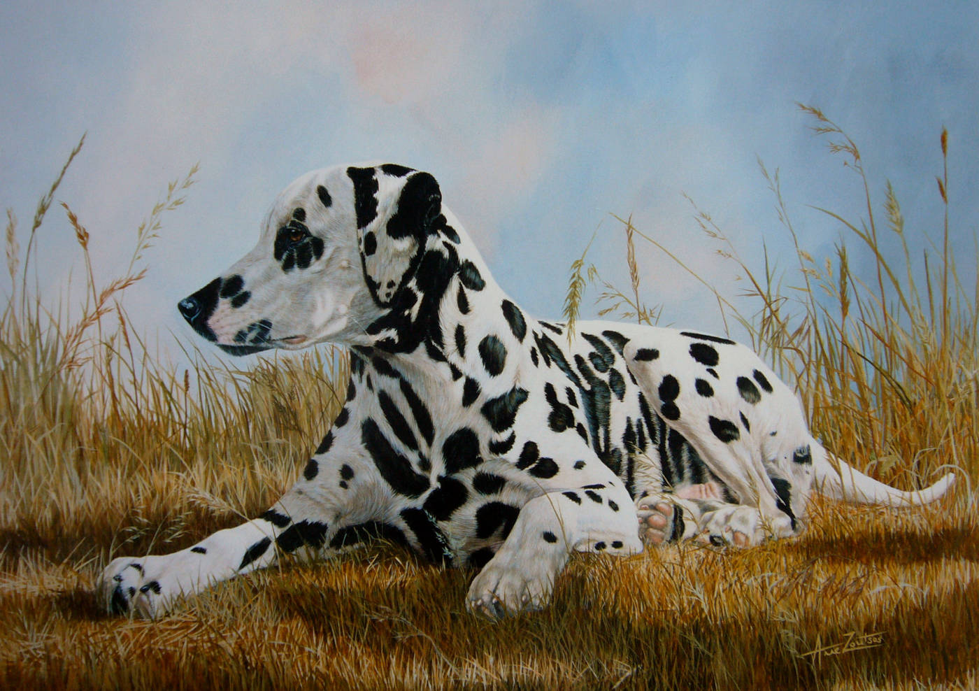 A Dalmatian lying in tall summer grass on a sunny day