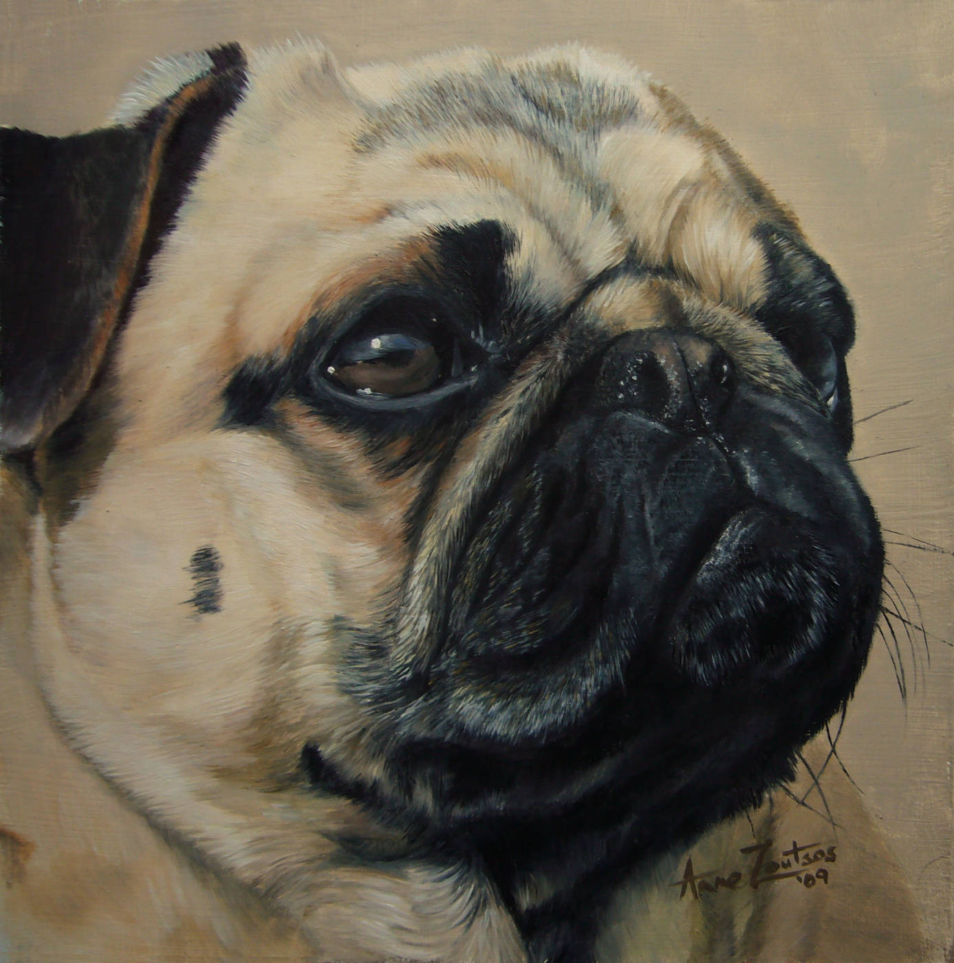 A close-up portrait of a pug with expressive dark eyes