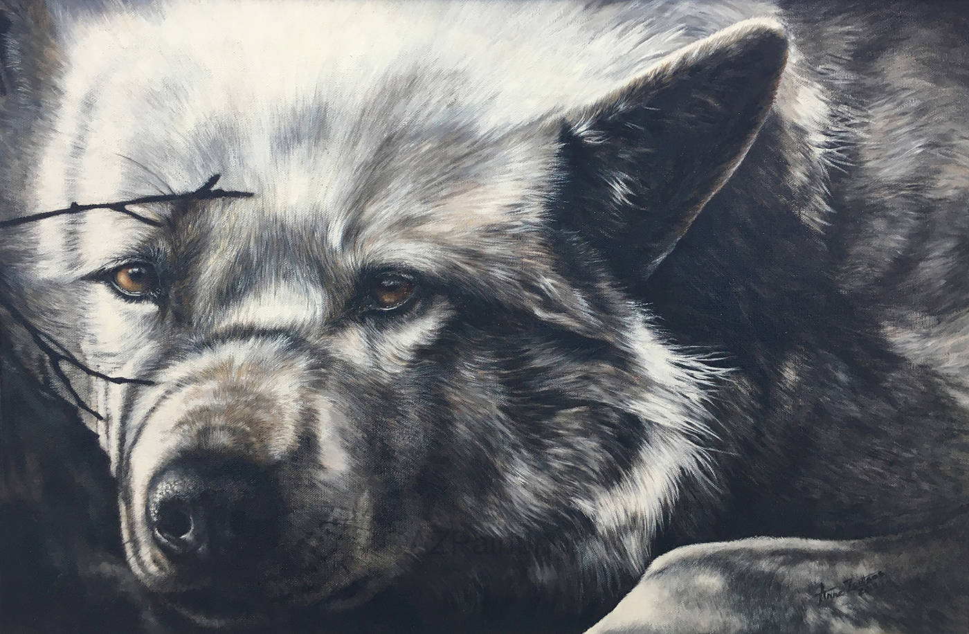 Portrait of an arctic wolf resting in shadow with watchful thoughtful eyes